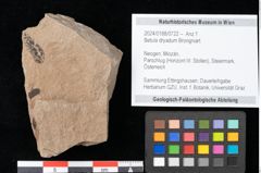 Foto (Objekt + Etikett) von Betula dryadum Brongniart (NHMW-GEO-2024-0188-0722)